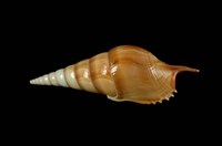 藏品(阿拉伯長鼻螺)的圖片